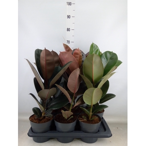 Ficus elastica   ...