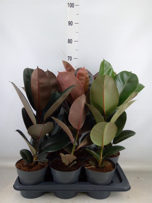 <h4>Ficus elastica   ...</h4>