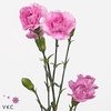 DIANTHUS TR YONGO
