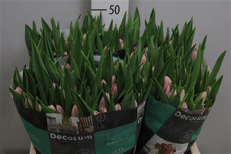 <h4>Tu En Dynasty</h4>