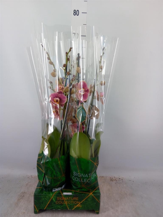 <h4>Phalaenopsis ...</h4>