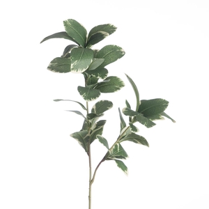 Af Pittosporum Variga X2 L65cm