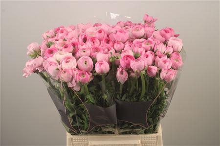 <h4>Ran El Pink</h4>