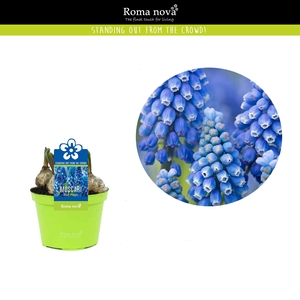 Muscari Rom Blue Magic