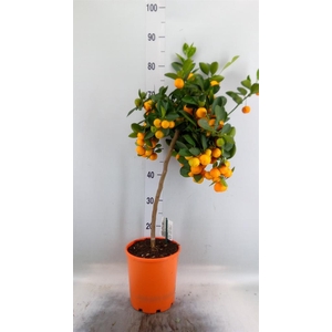 Citrus   ...