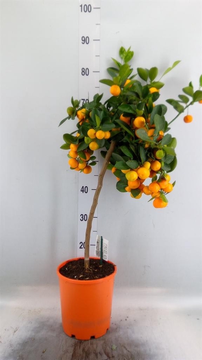 <h4>Citrus   ...</h4>