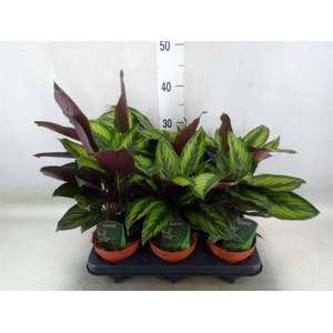 Calathea  'Beautystar'
