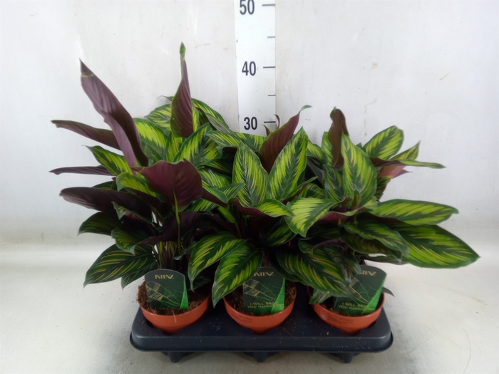 <h4>Calathea  'Beautystar'</h4>