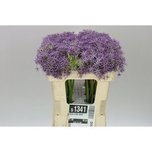 Allium Violet Beauty