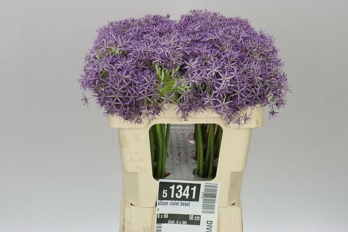 <h4>Allium Violet Beauty</h4>