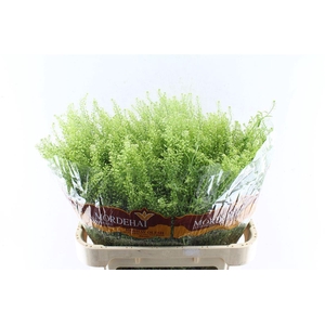 Thlaspi Green Bell 55 Gram