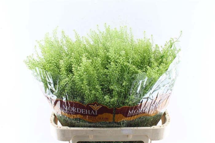 <h4>Thlaspi Green Bell 55 Gram</h4>