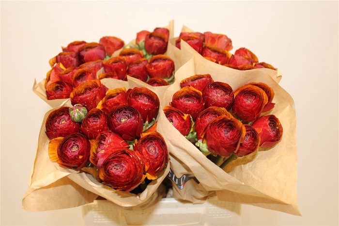 <h4>Ran Cloni Ex Brownie</h4>