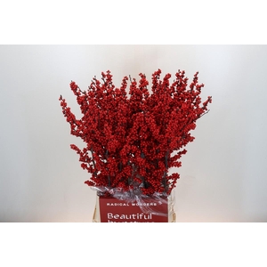 Ilex Crimson