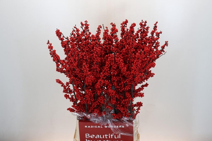 <h4>Ilex Crimson</h4>