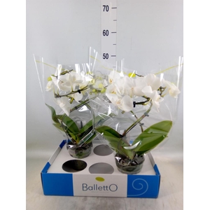 Phalaenopsis   ...white