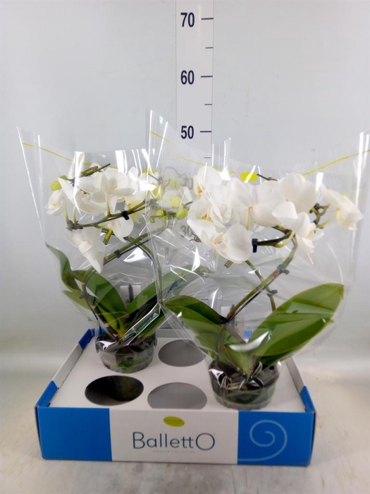 <h4>Phalaenopsis   ...white</h4>