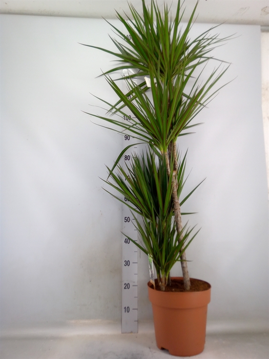 <h4>Dracaena marg.</h4>