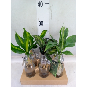 Planten  ..mix
