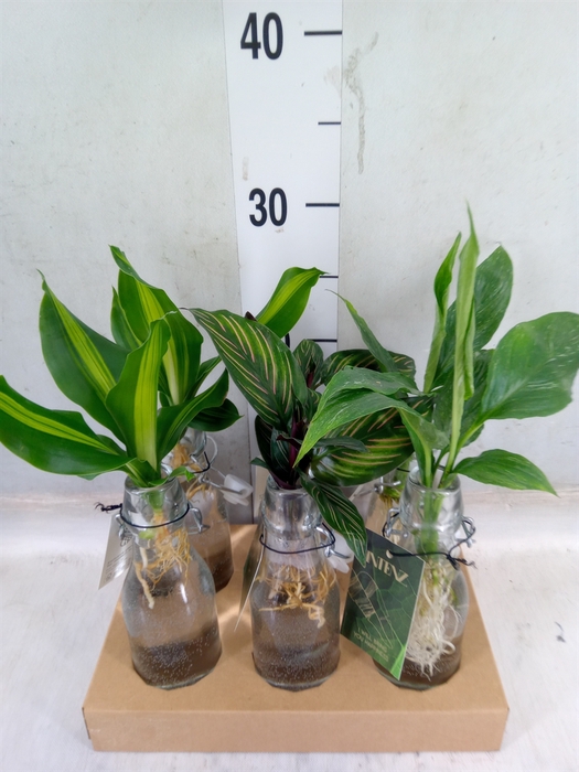 <h4>Planten  ..mix</h4>