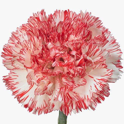 <h4>DI ST MONTOYA</h4>