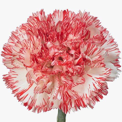 <h4>DI ST MONTOYA</h4>