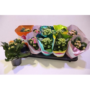arr8 Kalanchoe Double Deluxe Mix