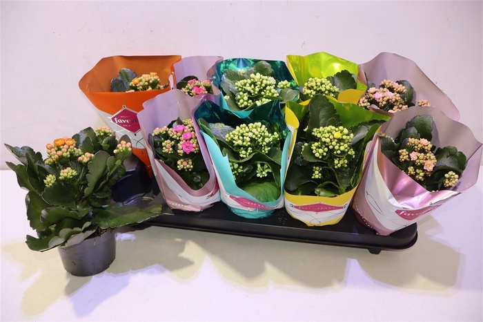 <h4>arr8 Kalanchoe Double Deluxe Mix</h4>