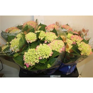 Hydrangea Macrophylla Hi Meadow Roz 7-8