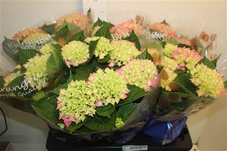 <h4>Hydrangea Macrophylla Hi Meadow Roz 7-8</h4>
