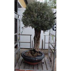 OLEA EUROPAEA