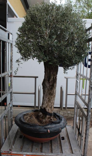 OLEA EUROPAEA