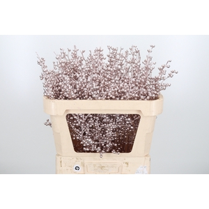 Ilex Kl Bh Champagne