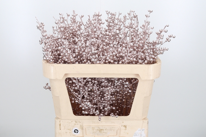 <h4>Ilex Kl Bh Champagne</h4>