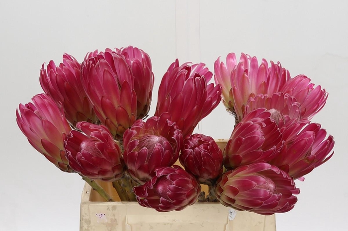 <h4>Protea Brenda No leaves</h4>