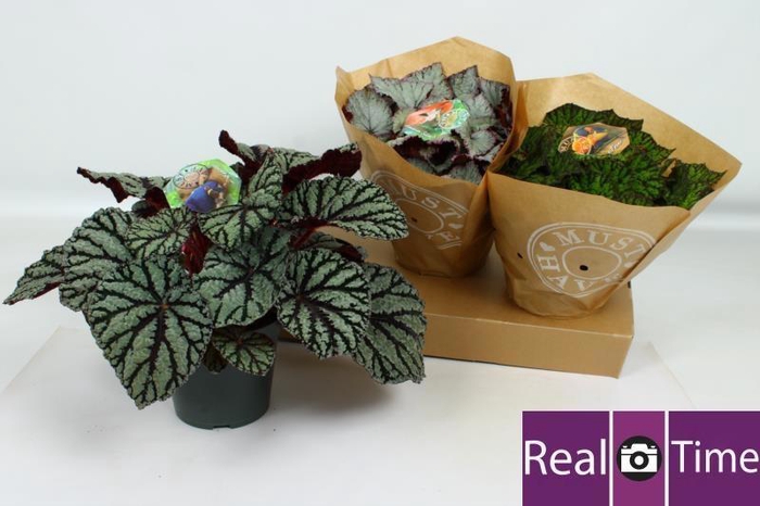 <h4>BEG BEL GEM</h4>