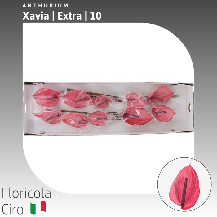 <h4>Anthurium Xavia | Extra</h4>