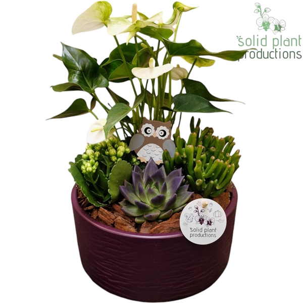 <h4>AE004 Stella Purple Echeveria</h4>
