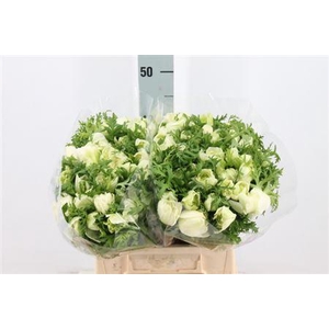 Anemoon Levante Double White