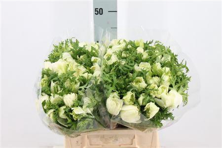 <h4>Anemone Levante Double White</h4>