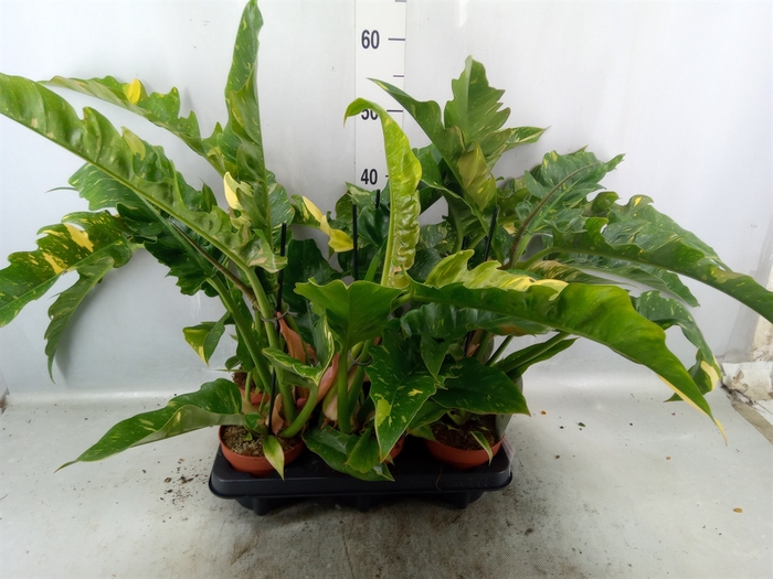 <h4>Philodendron  'Ring of Fire'</h4>