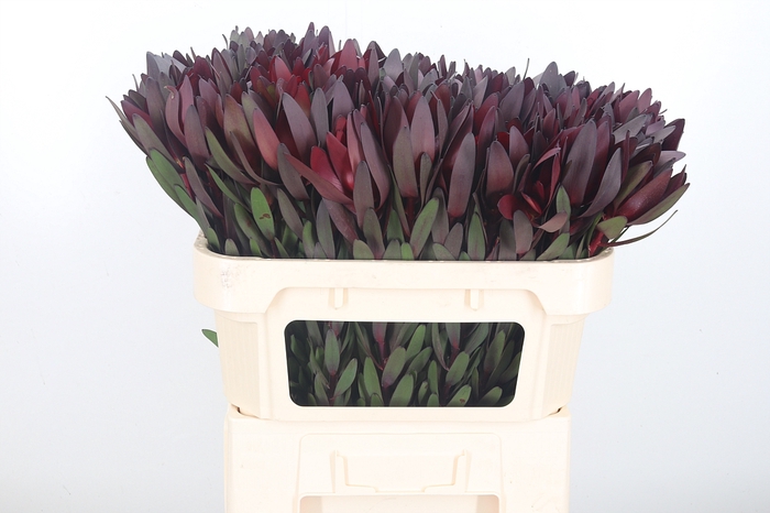 <h4>Leucadendron Safari Sunset</h4>