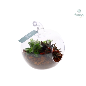 Glas appel helder met arrangement