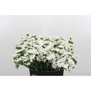 Limonium S - Wh Starl Wings