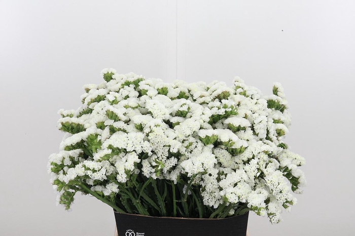 <h4>Limonium S - Wh Starl Wings</h4>