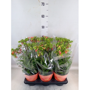 Kalanchoe HG 'Lucky Bells'