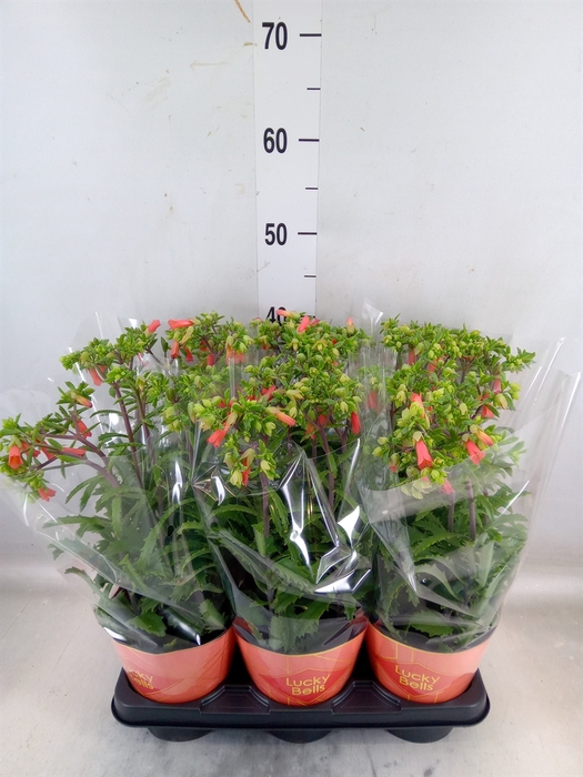 <h4>Kalanchoe HG 'Lucky Bells'</h4>