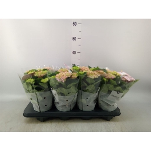 Hydrangea mac. 'Magical Revolution'