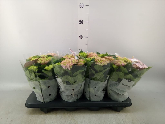 <h4>Hydrangea mac. 'Magical Revolution'</h4>