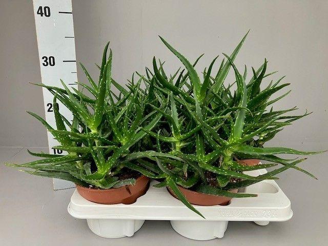 <h4>Aloe kedongensis</h4>